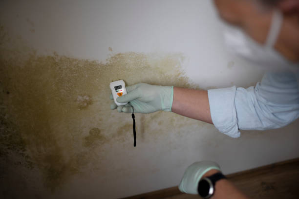Reliable Laurinburg, NC Mold Remediation Solutions