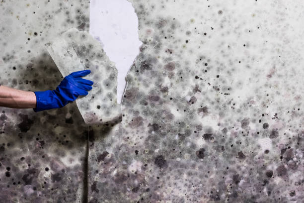 Best Residential Mold Remediation in Laurinburg, NC